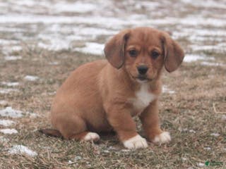 Mixed Breed dogs Olivia - Ad 13