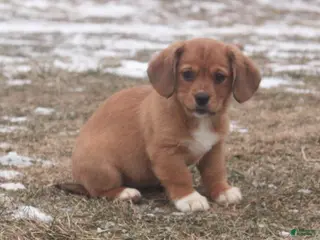 Mixed Breed dogs Olivia - Ad 4