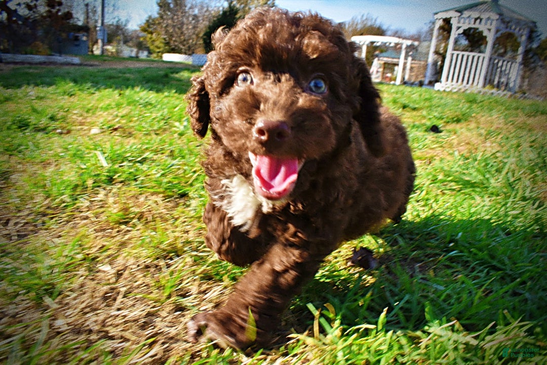 Havapoo dogs for sale: Oscar - Ad 13