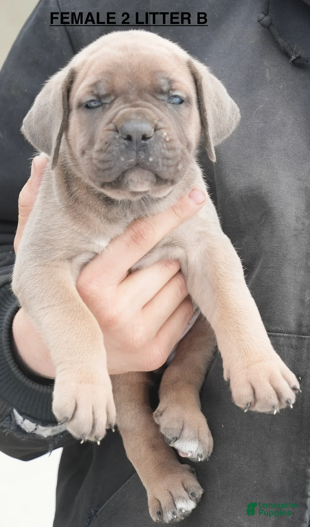 Cane Corso dogs for sale: Female 2 Litter B - Ad 1