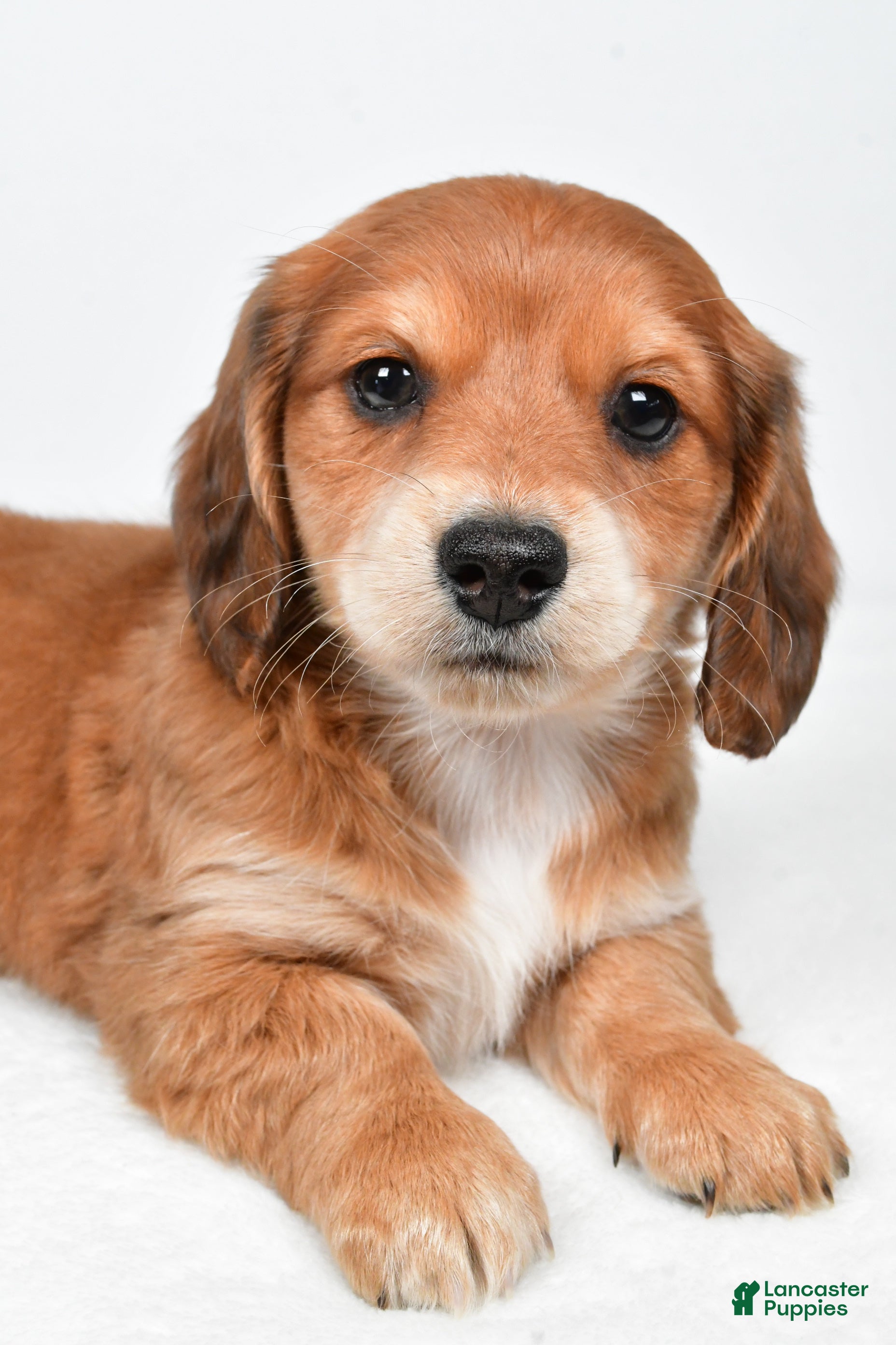 Miniature Dachshund dogs Sadie - Ad 2