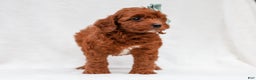 Cavapoo dogs for sale: Lance Cavapoo Pup - Ad 3