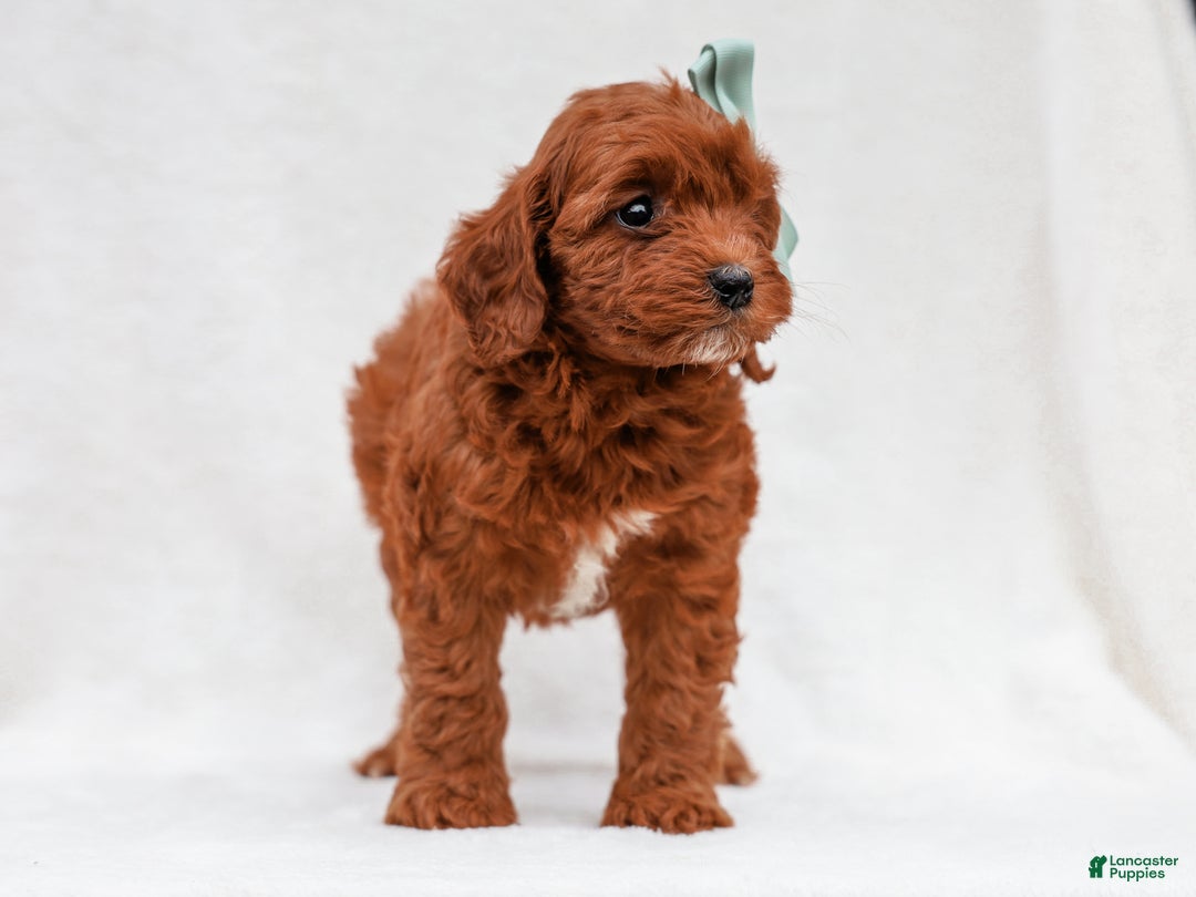 Cavapoo dogs for sale: Lance Cavapoo Pup - Ad 3