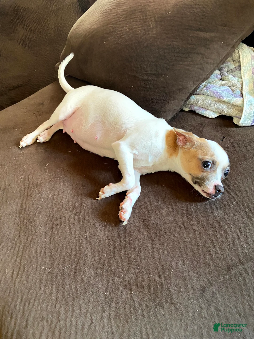 Chihuahua dogs for sale: Chihuahua 3 - Ad 2