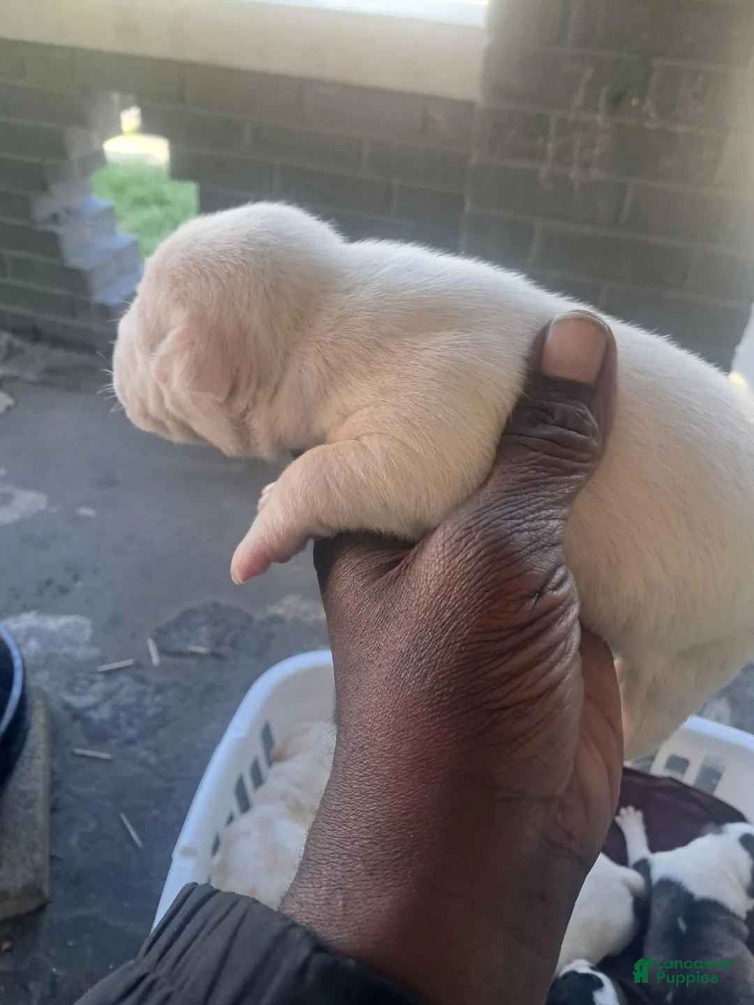 American Pit Bull Terrier dogs for sale: American Pit Bull Terrier 6 - Ad 1