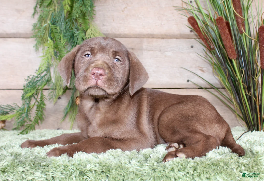 Labrador Retriever dogs for sale: Peanut  - Ad 3