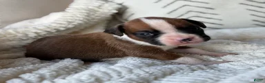 Stella