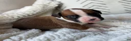 Boxer dogs for sale: Stella - Ad 1