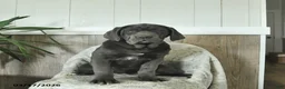 Cane Corso dogs for sale: Avalon - Ad 4