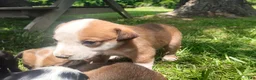 Mixed Breed dogs for sale: Mixed Breed Puppy 1 - Ad 5