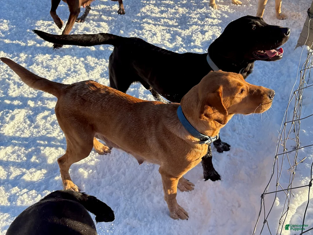 Labrador Retriever dogs for sale: Cassie   - Ad 3
