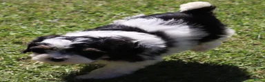 Mini Bernedoodle 2
