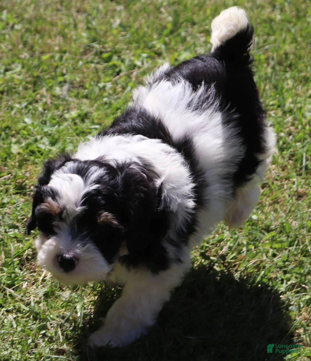 Mini Bernedoodle dogs for sale: Mini Bernedoodle 2 - Ad 1