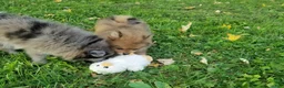 Pomeranian dogs for sale: Max - Ad 7