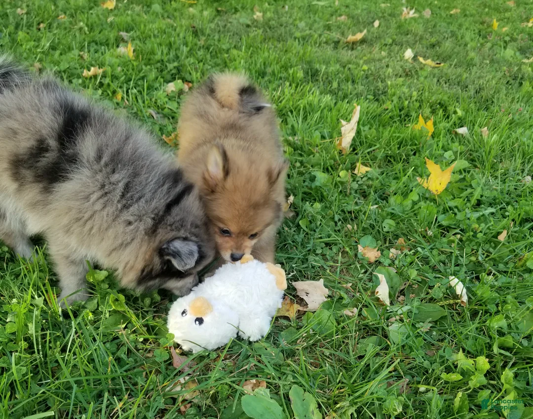 Pomeranian dogs for sale: Max - Ad 7