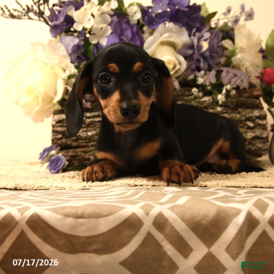 Miniature Dachshund dogs Colten - Ad 1