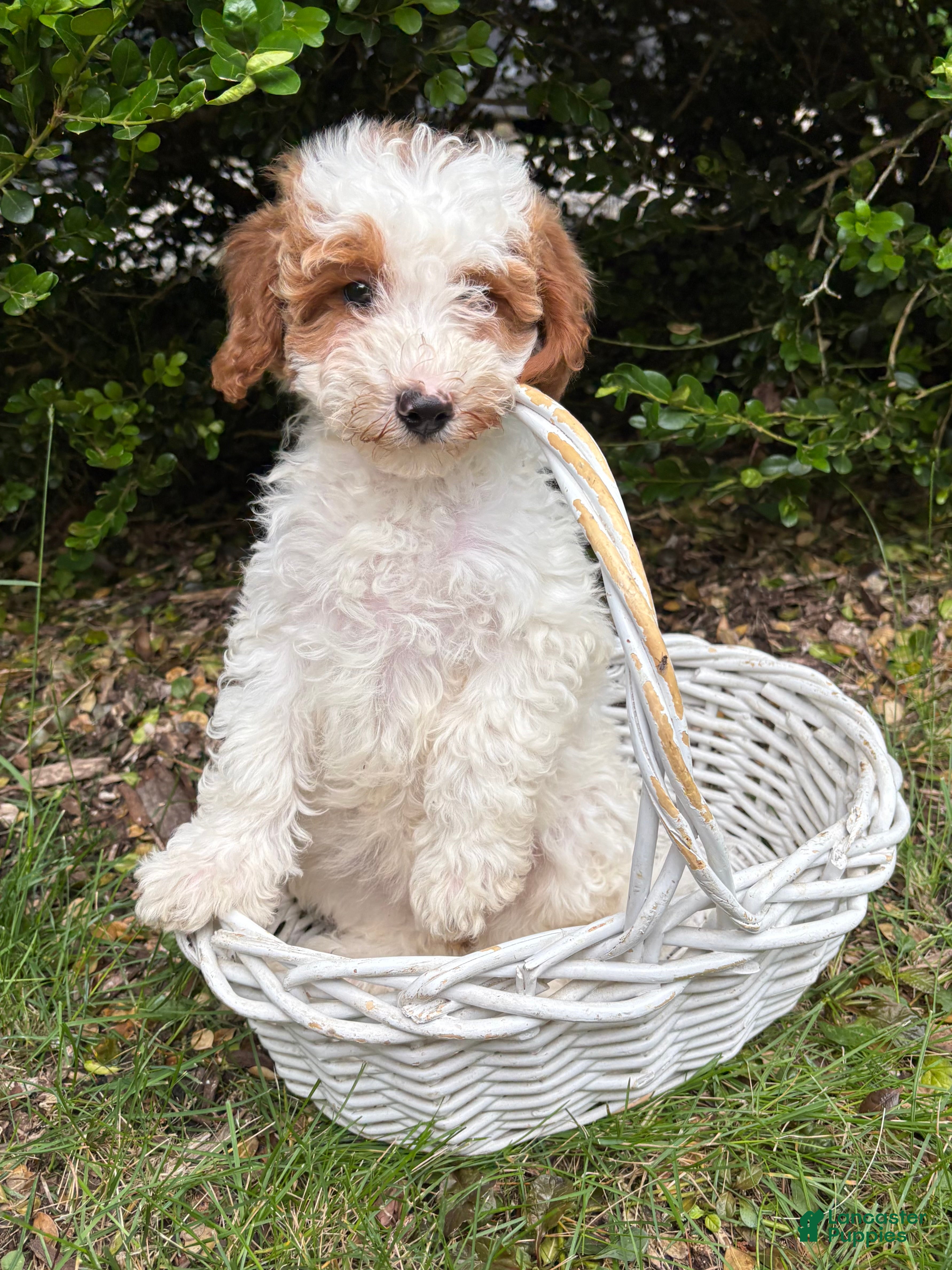 Goldendoodle dogs Ana - Ad 2