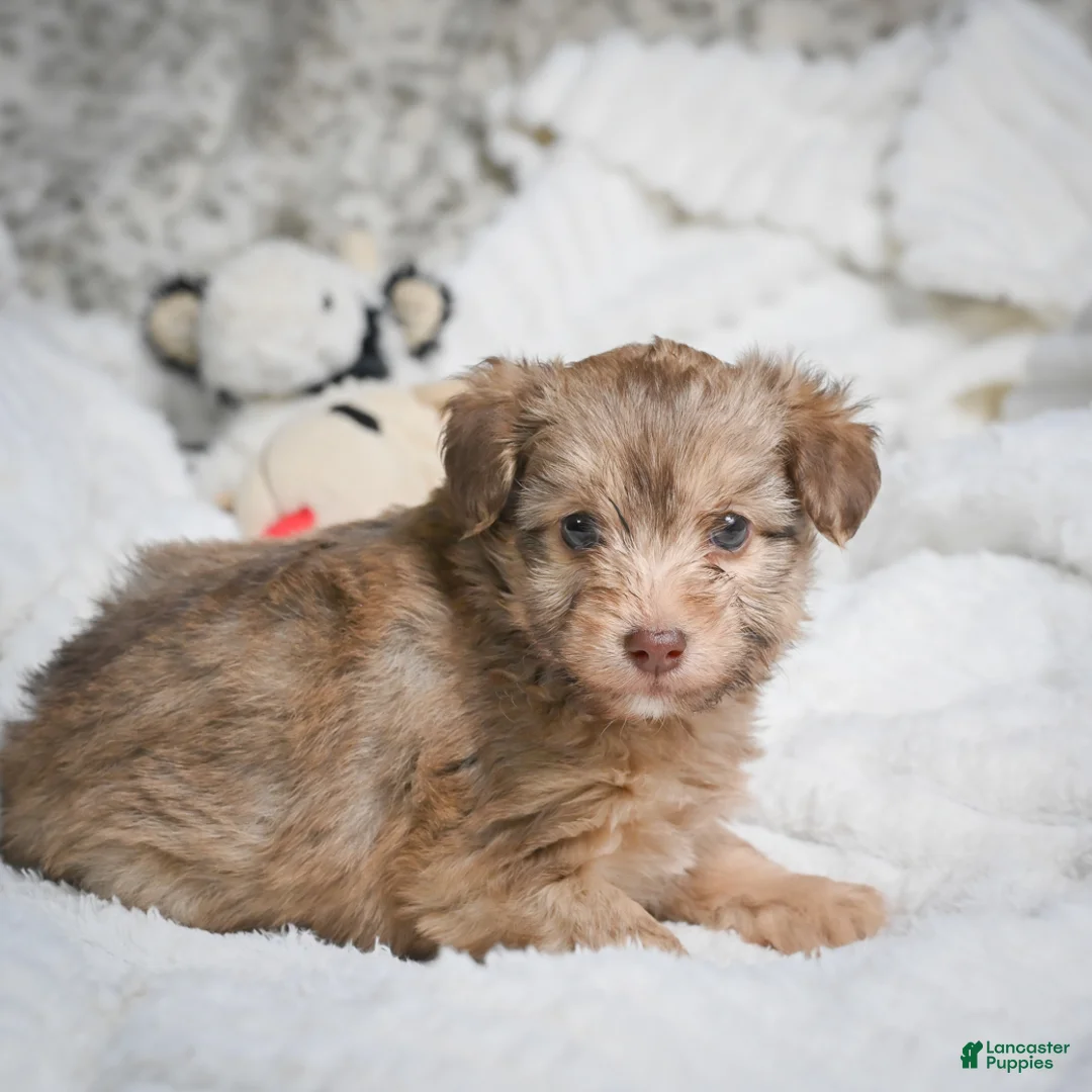 Mixed Breed dogs for sale: Patty - Ad 1