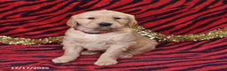 Golden Retriever dogs for sale: River - Ad 2