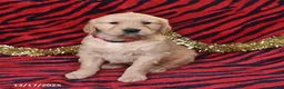 Golden Retriever dogs for sale: River - Ad 2