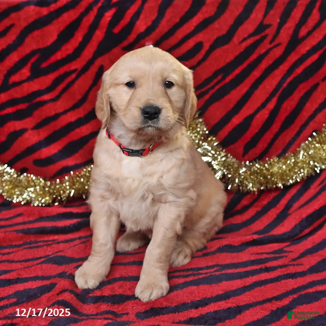 Golden Retriever dogs for sale: River - Ad 2