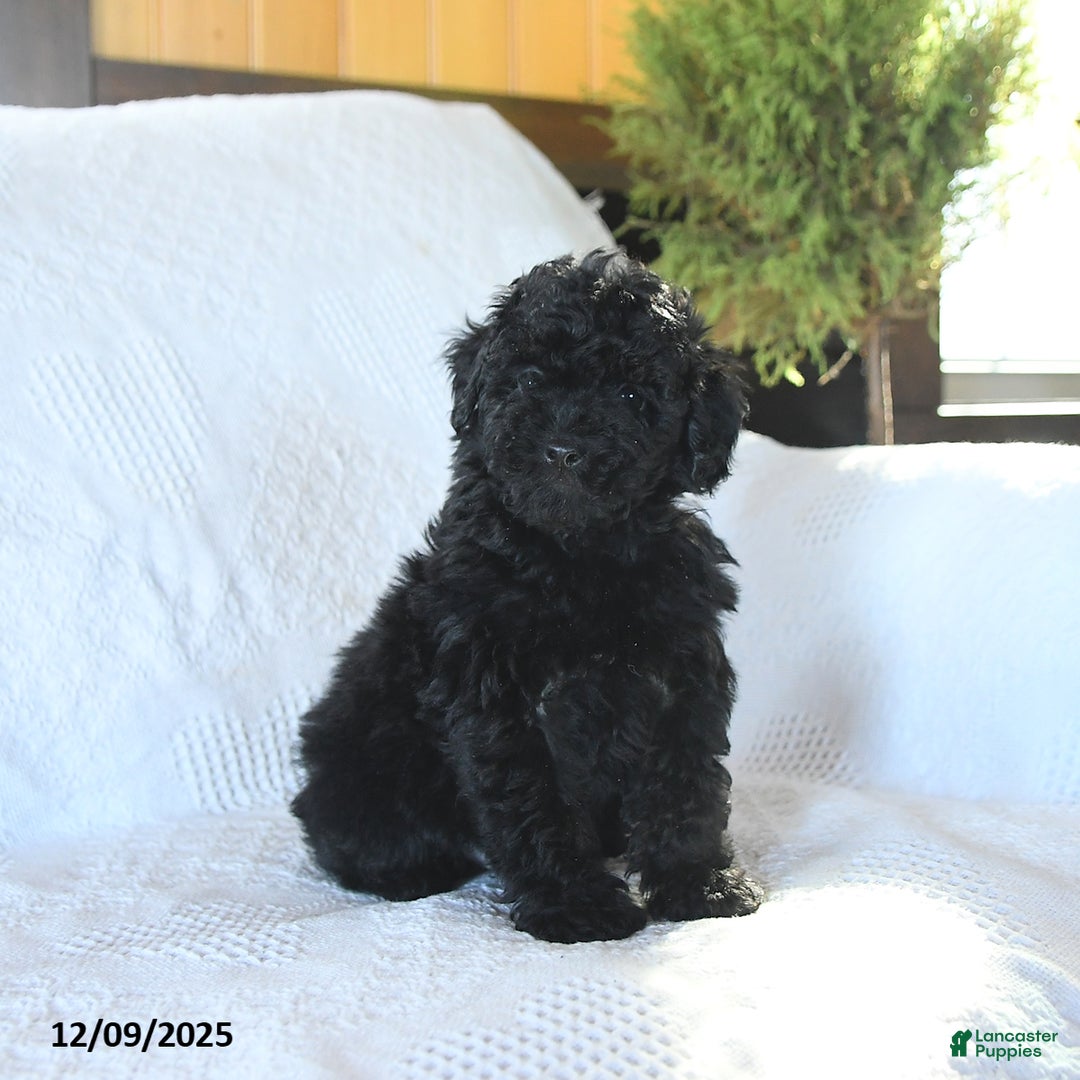 Miniature Poodle dogs for sale: Pongo - Ad 3