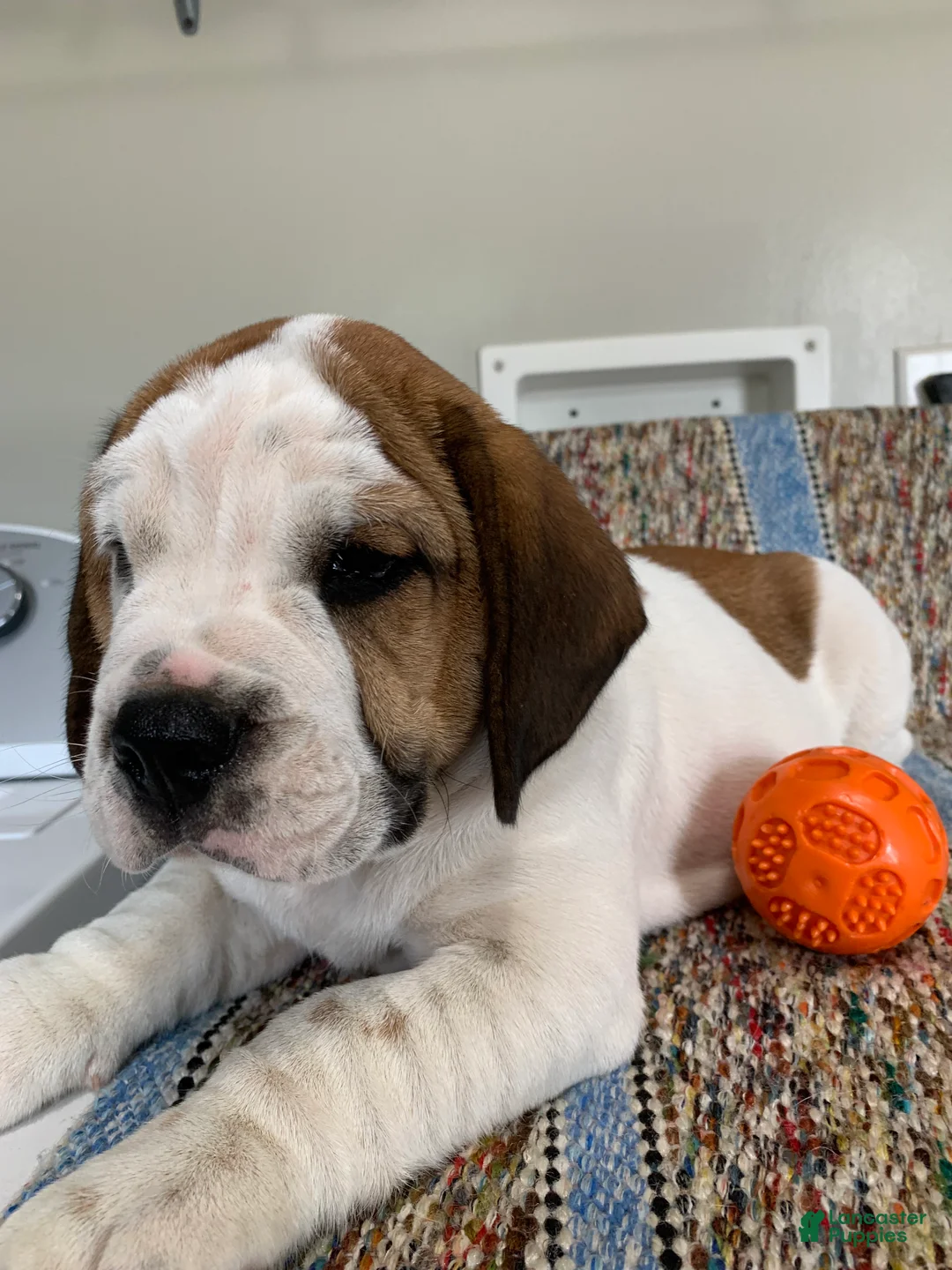 Beabull dogs for sale: Dillon - Ad 2