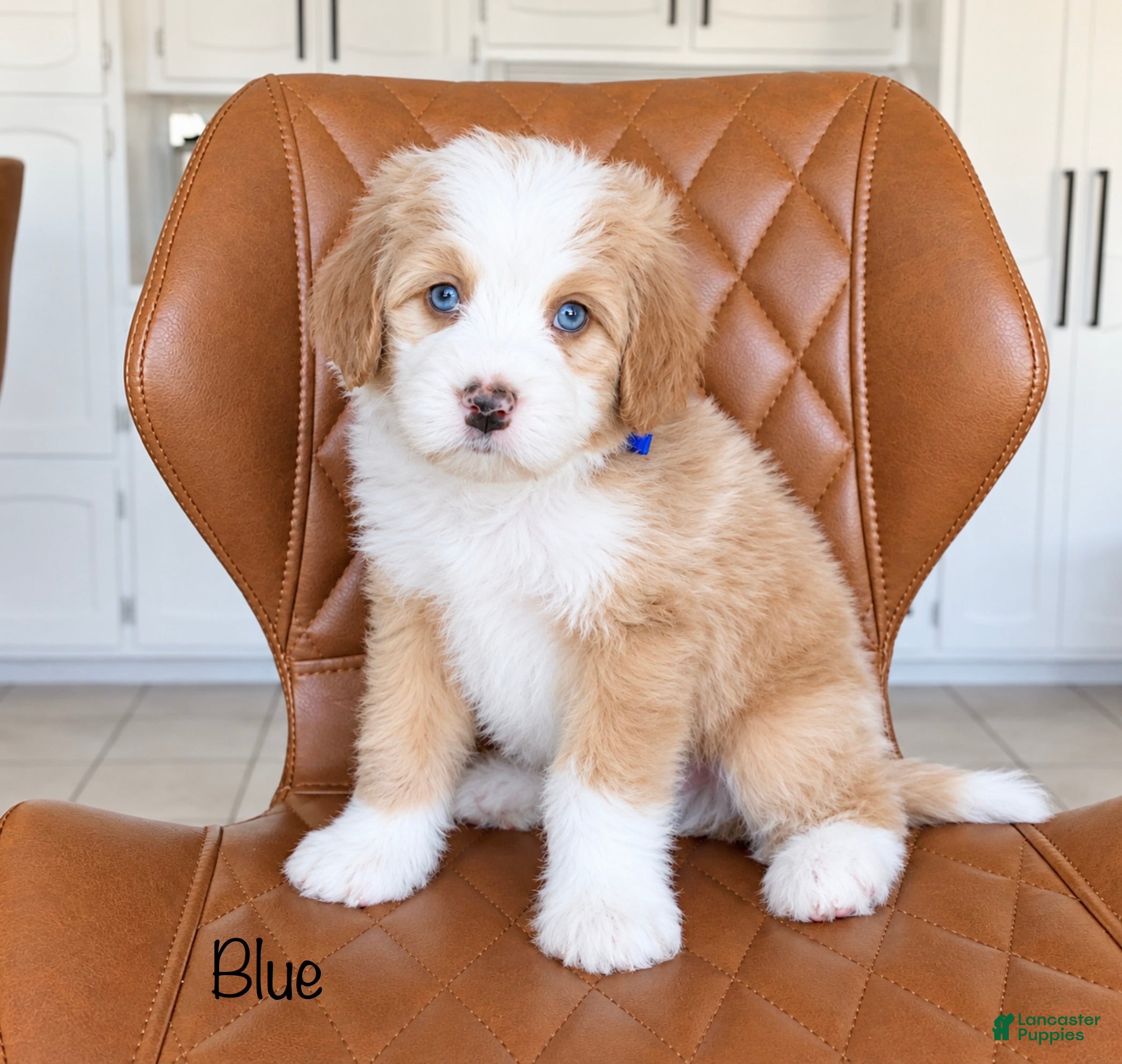 Bernedoodle dogs for sale: Blue - Ad 1