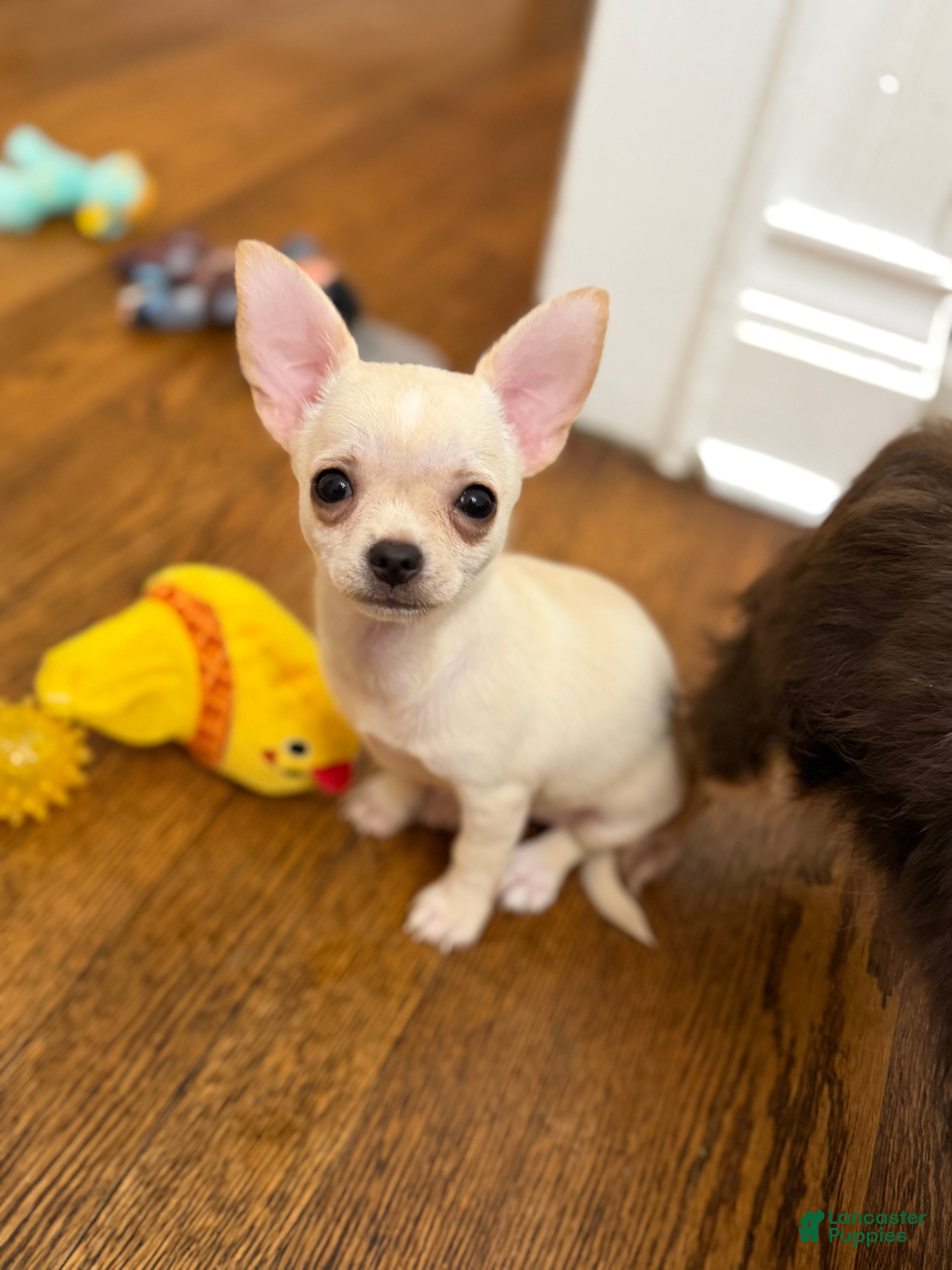 Chihuahua dogs ✨Taffy✨ 4lbs fully grown - Ad 2