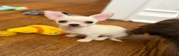 Chihuahua dogs for sale: ✨Taffy✨ 4lbs fully grown CKC registered - Ad 2