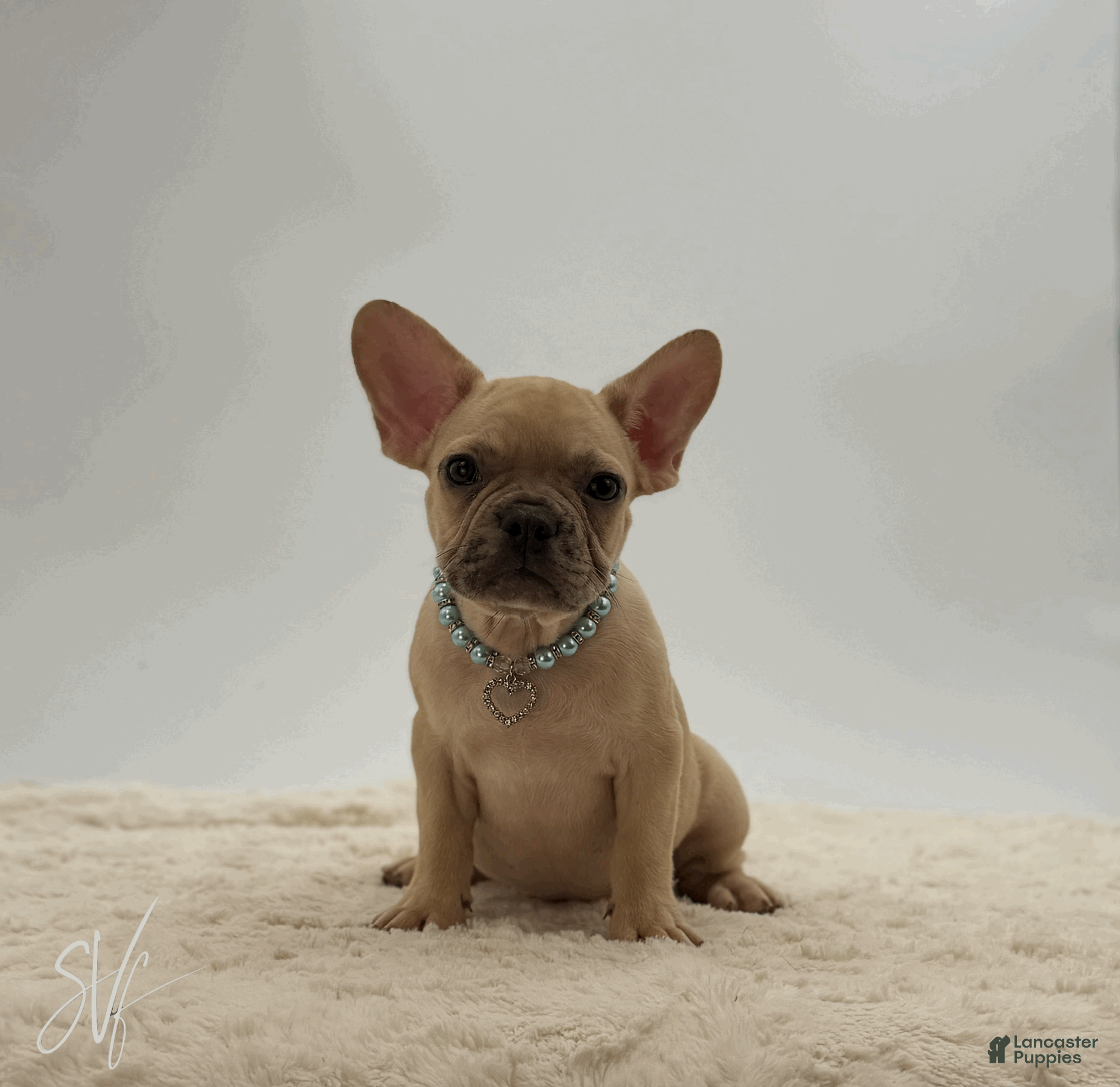 French Bulldog dogs Odin - Ad 1