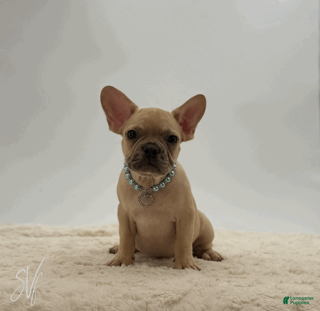 French Bulldog dogs for sale: Odin - Ad 1