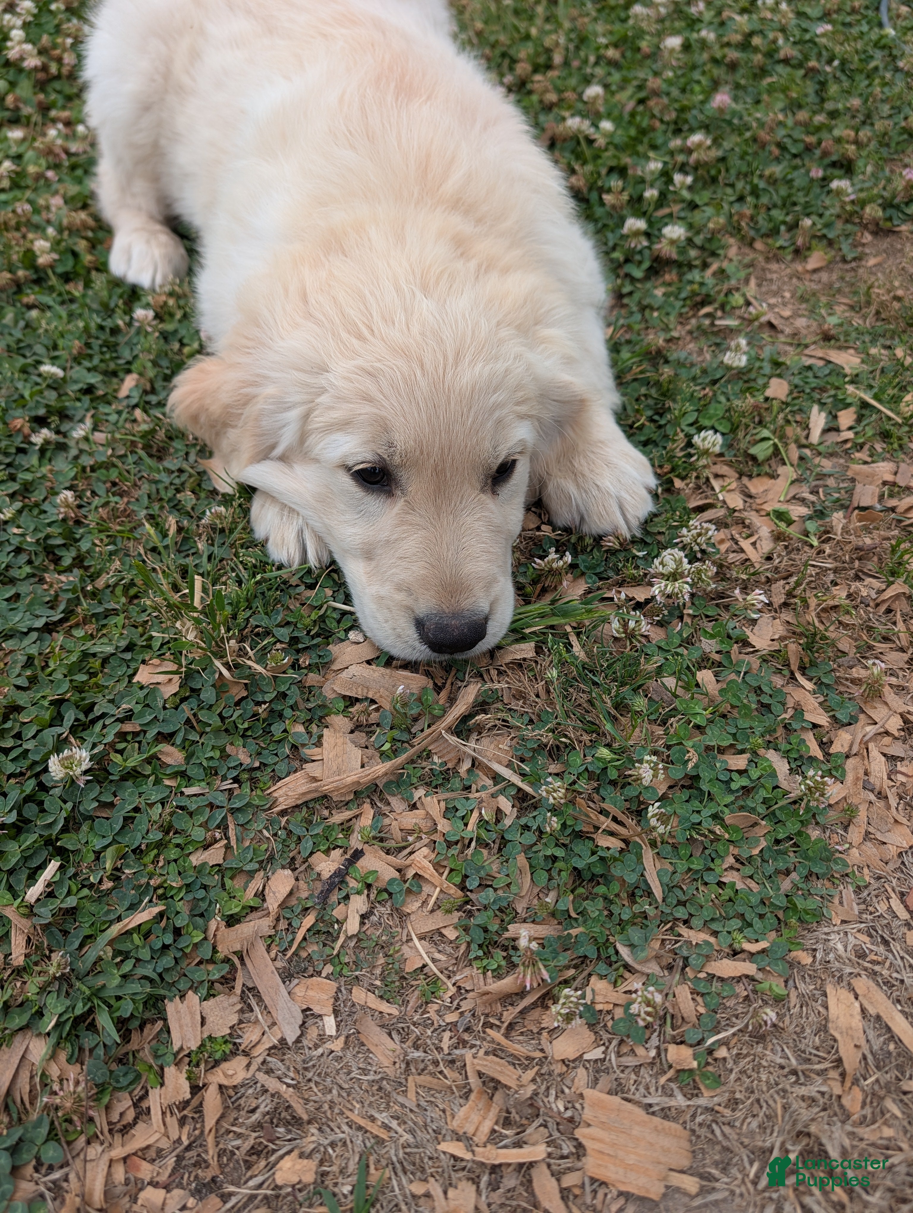 Golden Retriever dogs for sale: Golden Retriever Puppy 2 - Ad 1