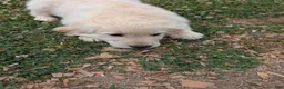Golden Retriever dogs for sale: Golden Retriever Puppy 2 - Ad 1