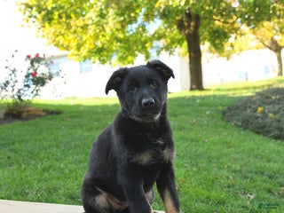 German Shepherd dogs Rio - Ad 32