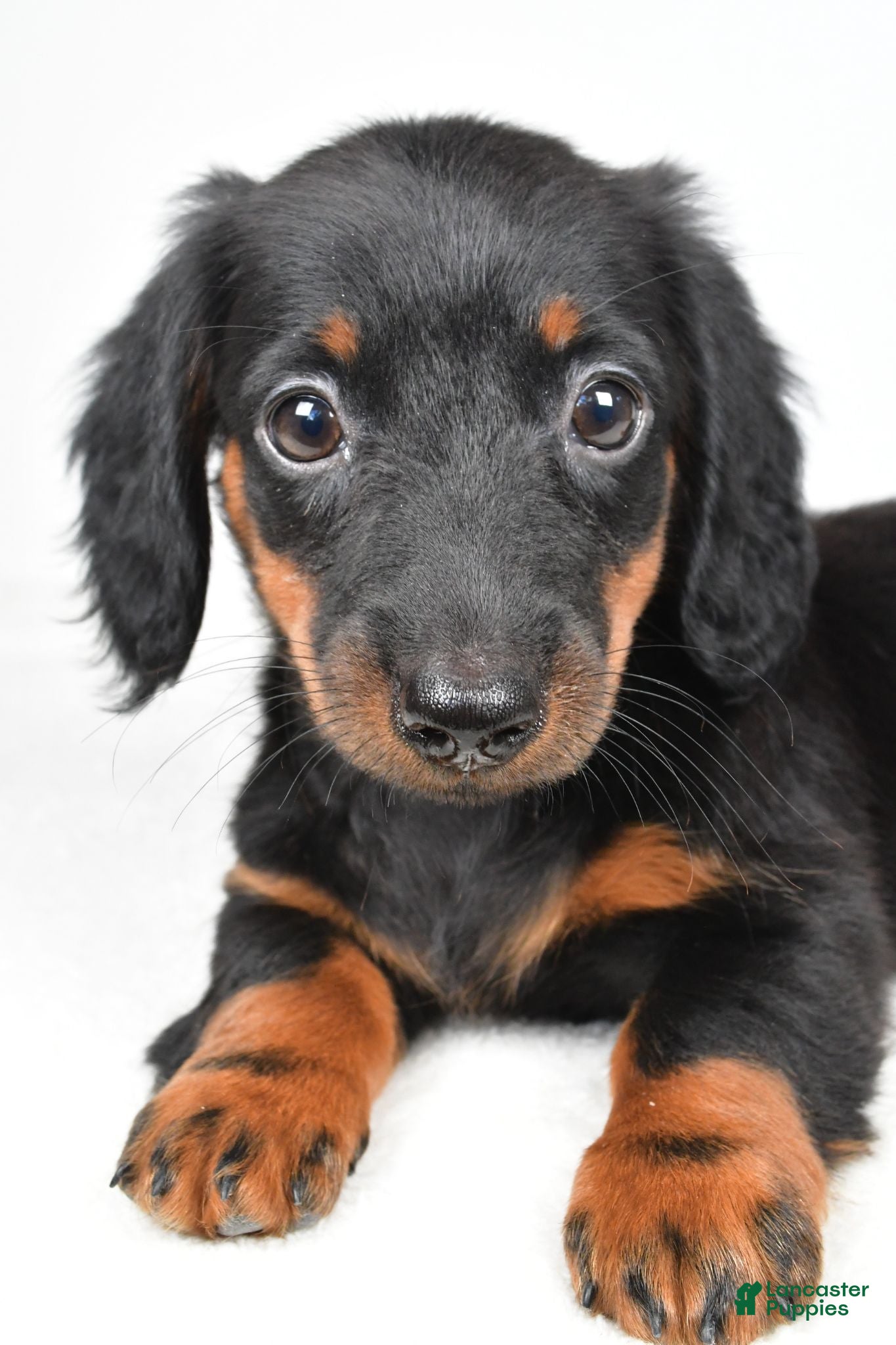 Dachshund dogs Cassidy - Ad 2