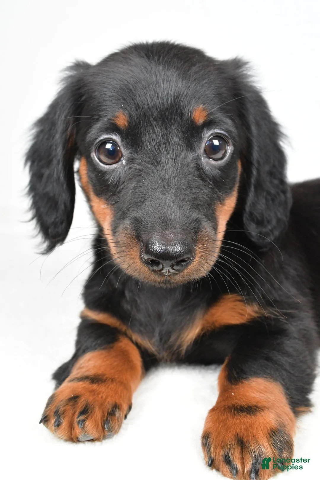 Dachshund dogs for sale: Cassidy - Ad 2