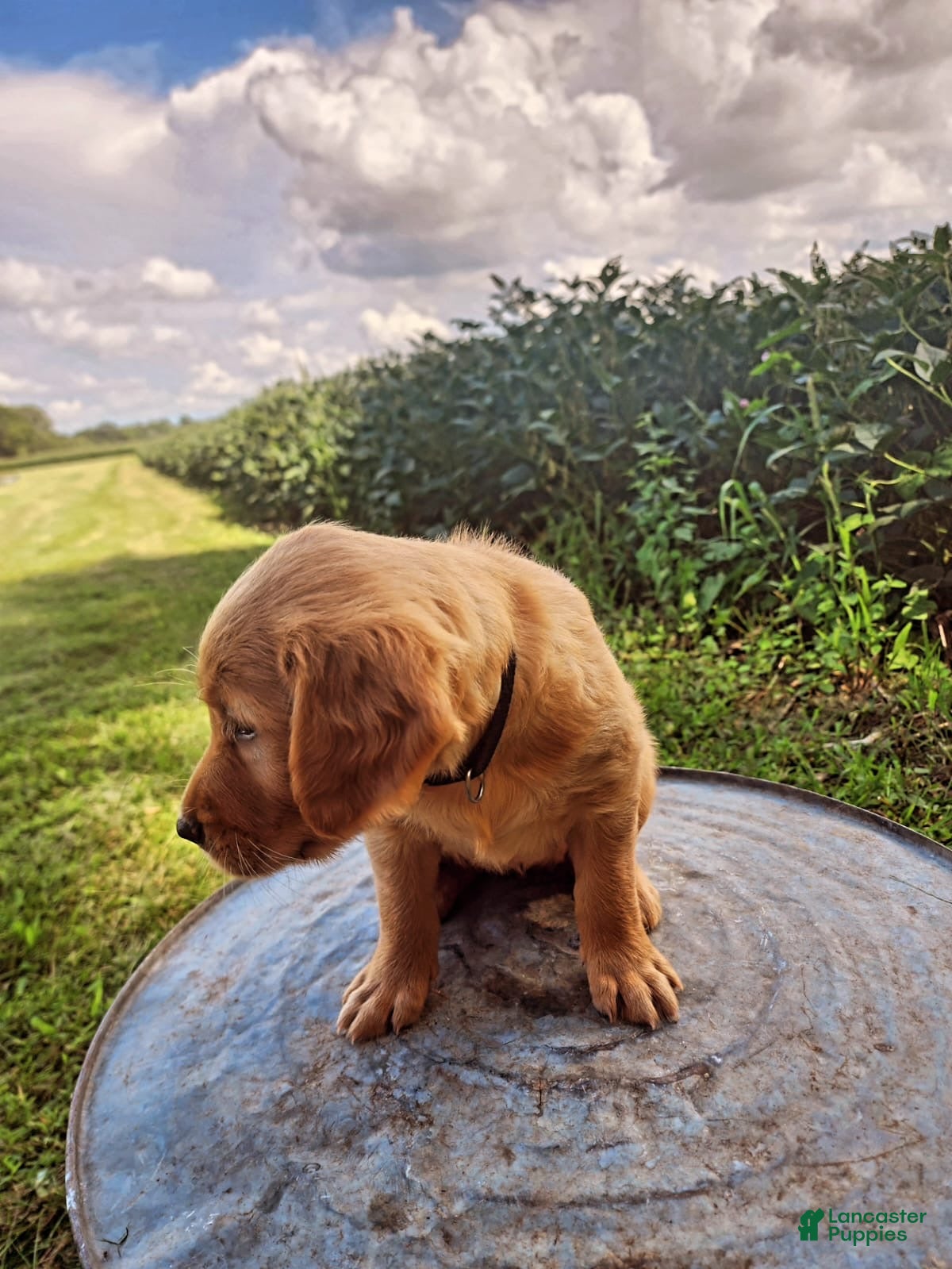 Golden Retriever dogs Pixie - Ad 2