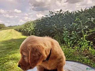 Golden Retriever dogs Pixie - Ad 2
