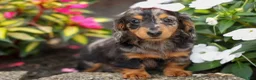 Miniature Dachshund dogs for sale:   Hailey 🎀 - Ad 14