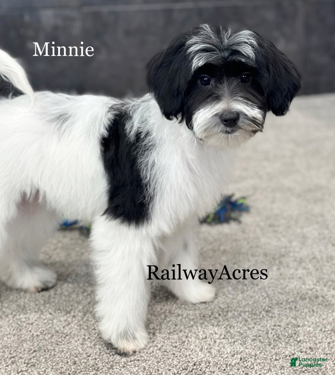 Mixed Breed dogs for sale: Minnie - Ad 2