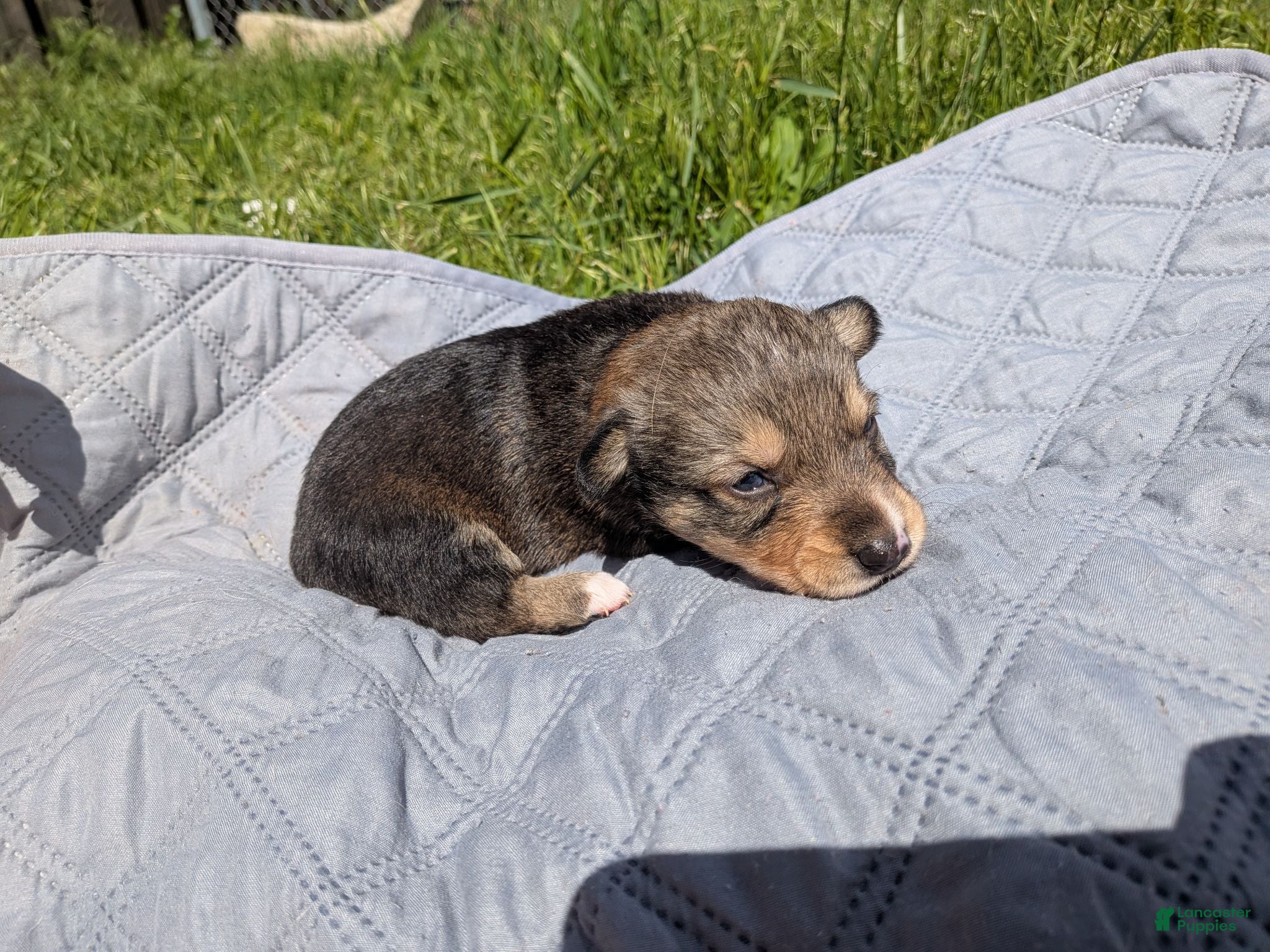 Mixed Breed dogs No collar  - Ad 10