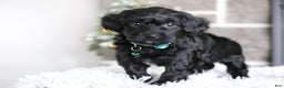 Yorkiepoo dogs for sale: Sutton - Ad 6