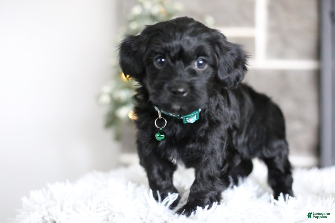 Yorkiepoo dogs for sale: Sutton - Ad 6