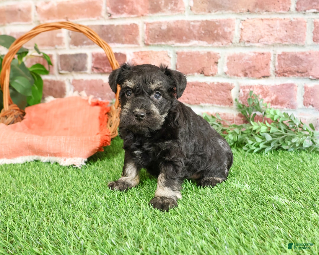 Miniature Schnauzer dogs for sale: Paige - Ad 9