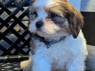 Teddy Roosevelt Terrier dogs Chris - Ad 10