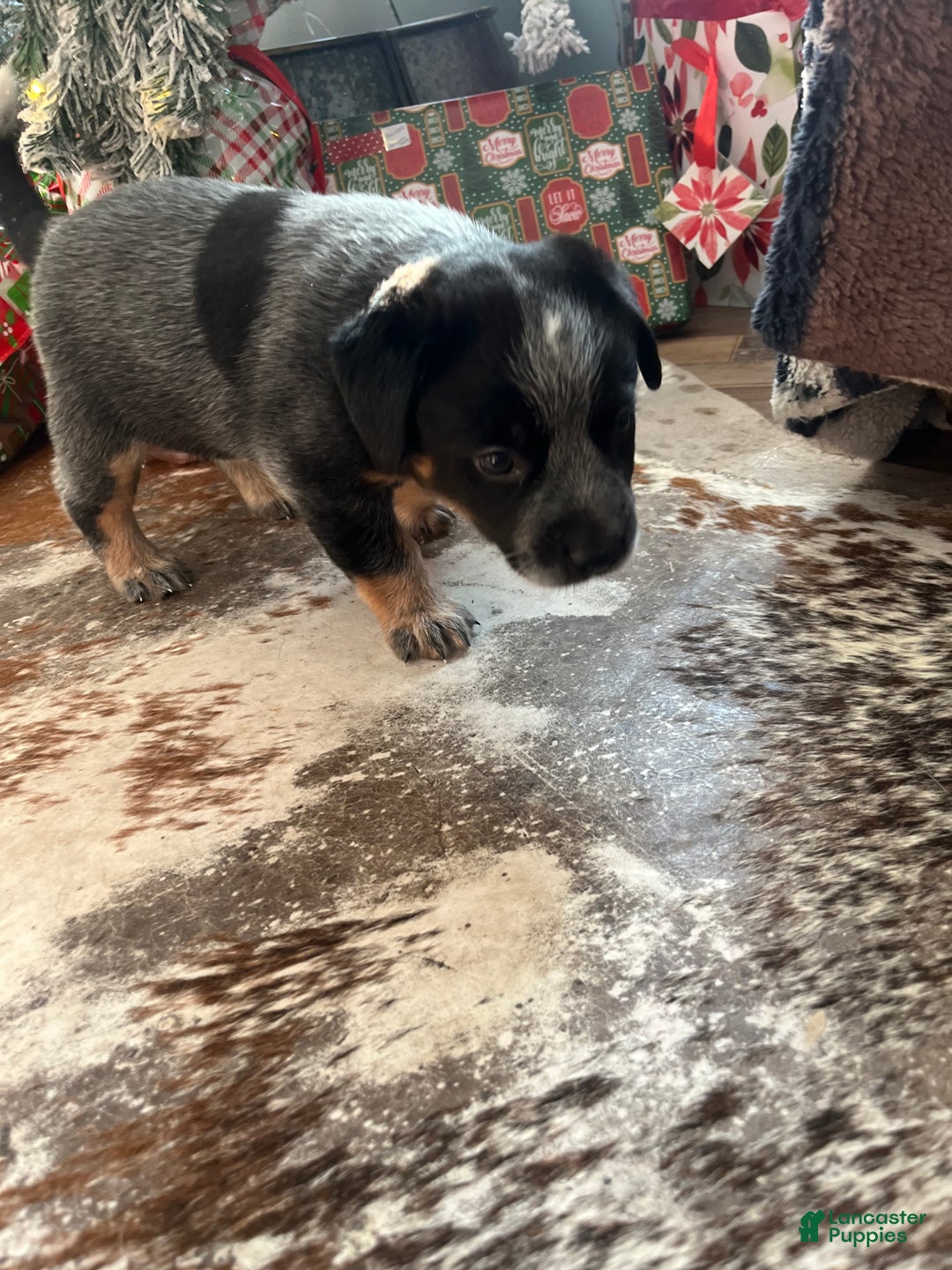 Australian Cattle Dog dogs for sale: Australian Cattle Dog Puppy 1 - Ad 8