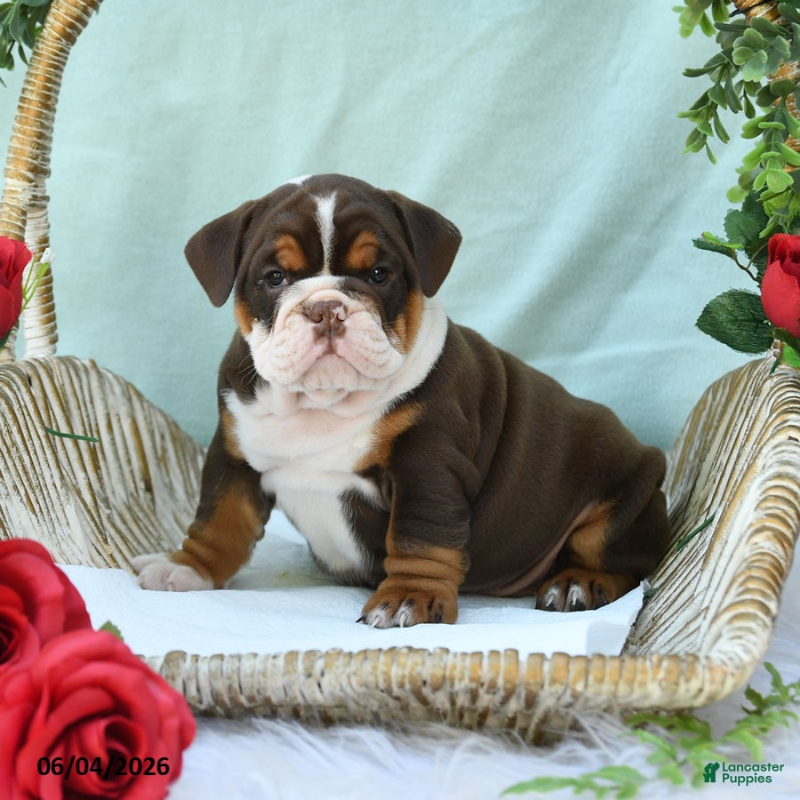 English Bulldog dogs for sale: Dixie - Ad 3