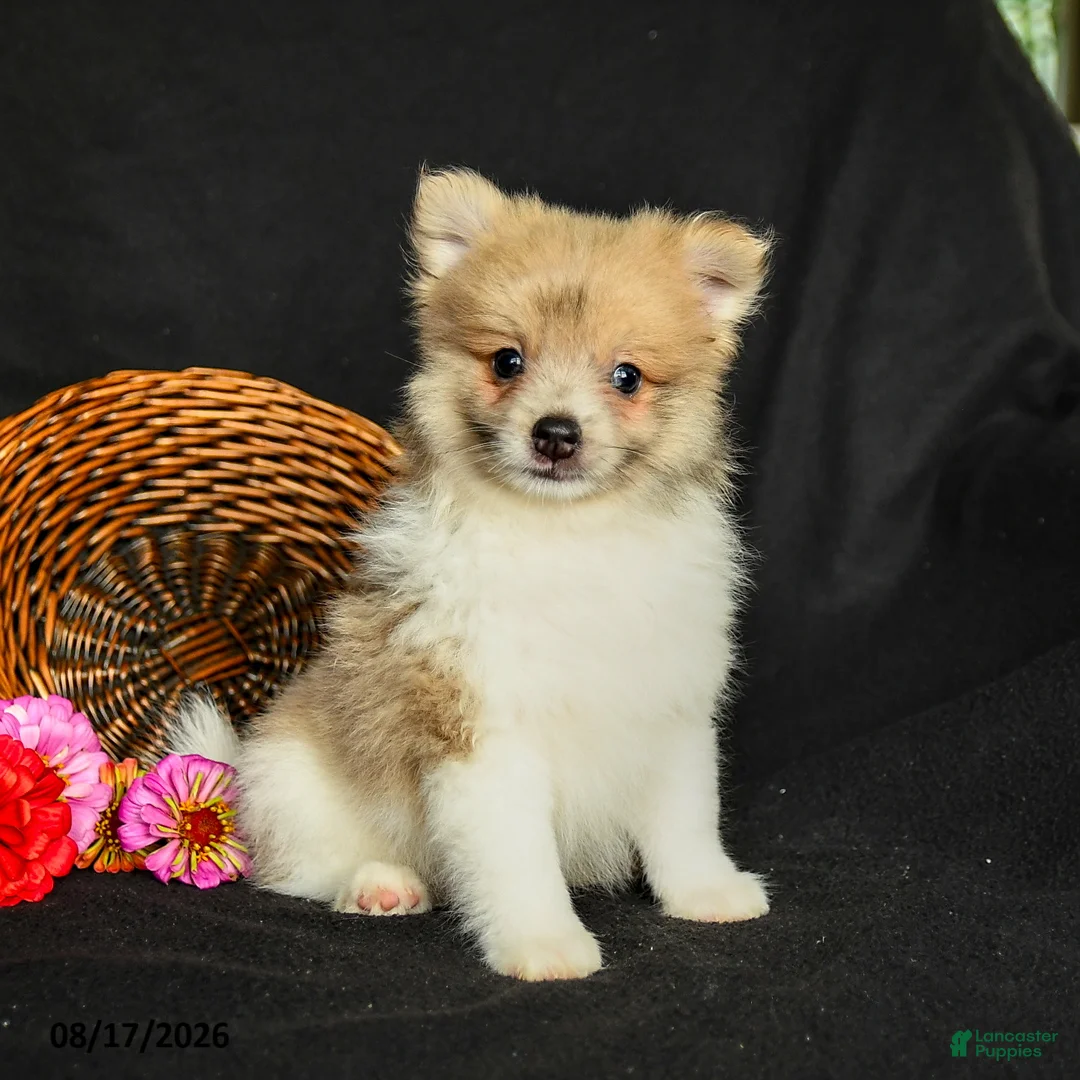 Pomeranian dogs for sale: Porter - Ad 2