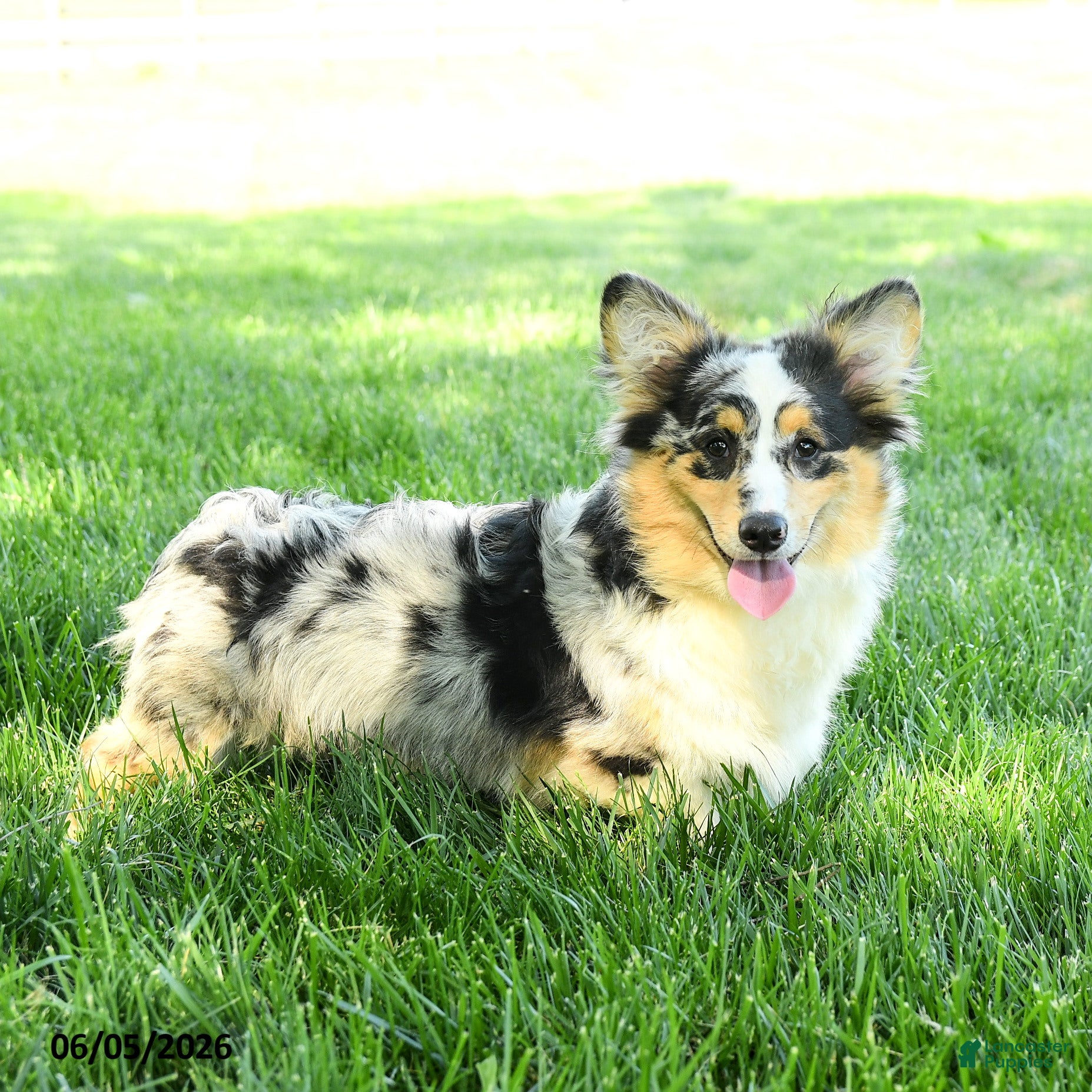 Welsh Corgi Pembroke dogs Zorro - Ad 2